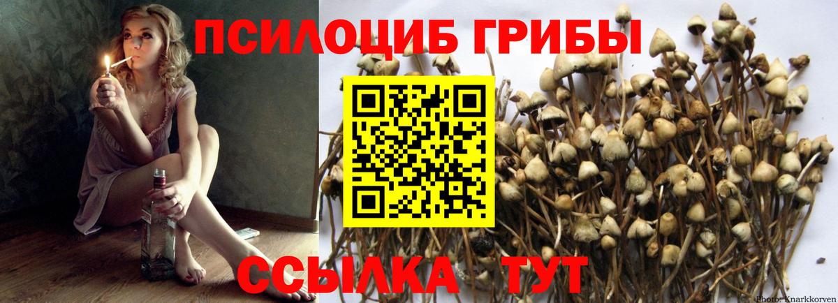 Димитровград  Галлюциногенные грибы прущие грибы  Вход с VPN 